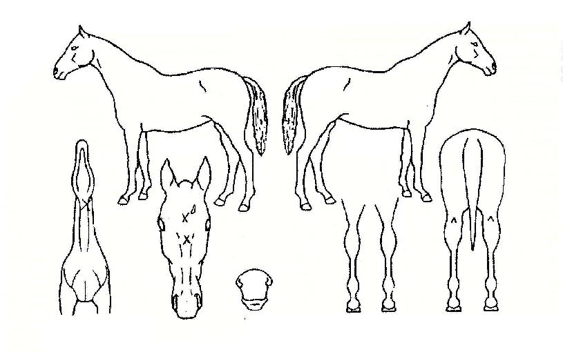 ºí·Î´ºÀÇ Ãø¸é,¿ì¸é,µÞ¸é,µÎ»ó,´Ù¸®ÀÇ Æ¯Â¡µµÇØ