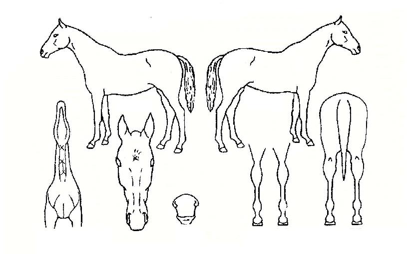 ¸·°Æ÷½ºÀÇ Ãø¸é,¿ì¸é,µÞ¸é,µÎ»ó,´Ù¸®ÀÇ Æ¯Â¡µµÇØ