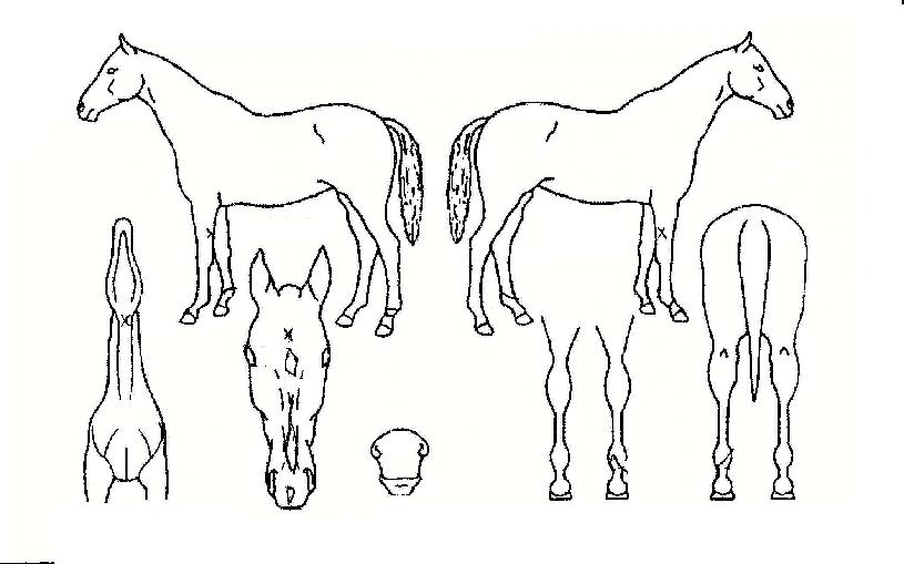 �Ѽ����� ����,���,�޸�,�λ�,�ٸ��� Ư¡����