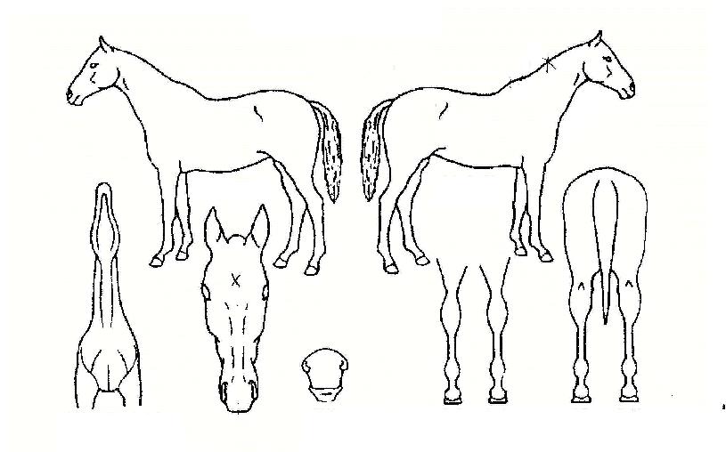 ¹Ì¼ÒÁúÁÖÀÇ Ãø¸é,¿ì¸é,µÞ¸é,µÎ»ó,´Ù¸®ÀÇ Æ¯Â¡µµÇØ