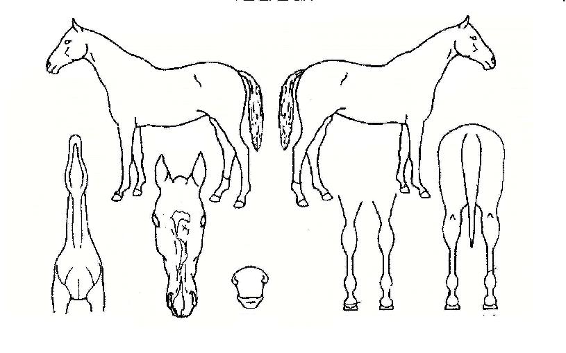 Å©·Î½ºÆ¼ÃëÀÚ¸¶ÀÇ Ãø¸é,¿ì¸é,µÞ¸é,µÎ»ó,´Ù¸®ÀÇ Æ¯Â¡µµÇØ