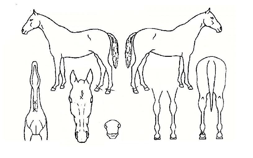 ¸·°¾È¼ºÀÇ Ãø¸é,¿ì¸é,µÞ¸é,µÎ»ó,´Ù¸®ÀÇ Æ¯Â¡µµÇØ