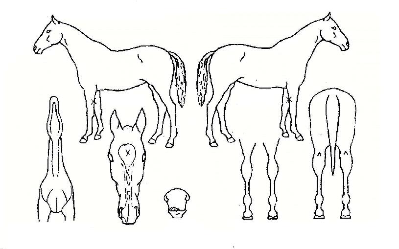 �ǾƳ��� ����,���,�޸�,�λ�,�ٸ��� Ư¡����