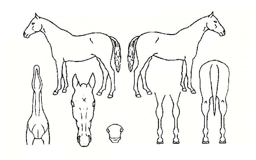 ����Ϸ��� ����,���,�޸�,�λ�,�ٸ��� Ư¡����