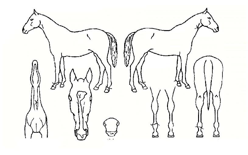 �纸�̾����� ����,���,�޸�,�λ�,�ٸ��� Ư¡����