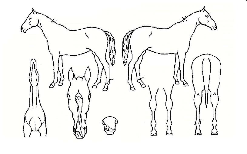 ¾ßÈ£»þ´ÏÀÇ Ãø¸é,¿ì¸é,µÞ¸é,µÎ»ó,´Ù¸®ÀÇ Æ¯Â¡µµÇØ