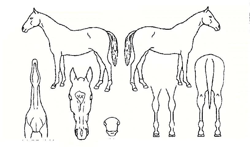 Ç÷¡Æ¼´½ÀÇ Ãø¸é,¿ì¸é,µÞ¸é,µÎ»ó,´Ù¸®ÀÇ Æ¯Â¡µµÇØ