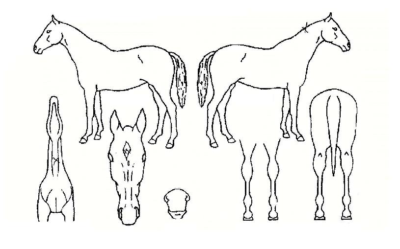 À§³Ê½ºÅÜÀÇ Ãø¸é,¿ì¸é,µÞ¸é,µÎ»ó,´Ù¸®ÀÇ Æ¯Â¡µµÇØ