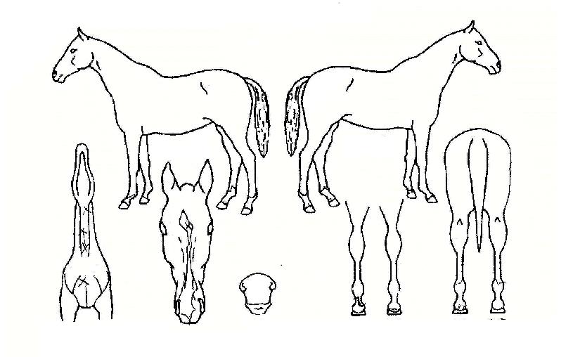 ��������� ����,���,�޸�,�λ�,�ٸ��� Ư¡����