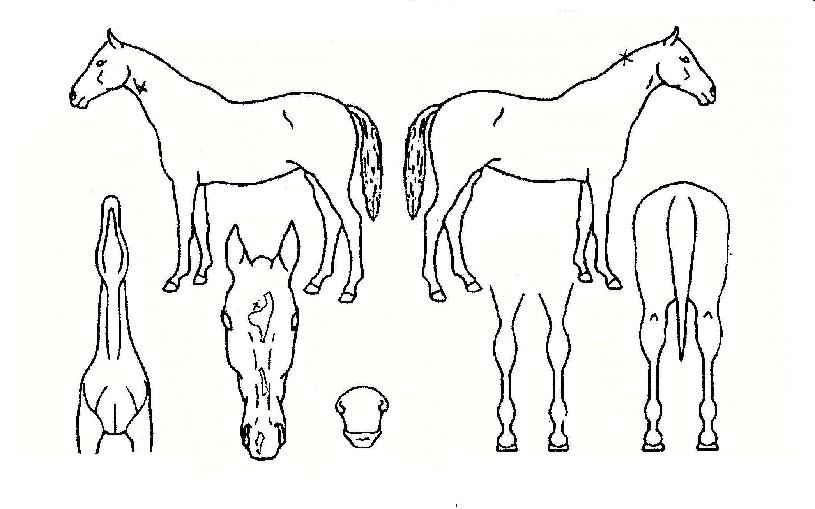 �Ƹ��ٿ������ ����,���,�޸�,�λ�,�ٸ��� Ư¡����