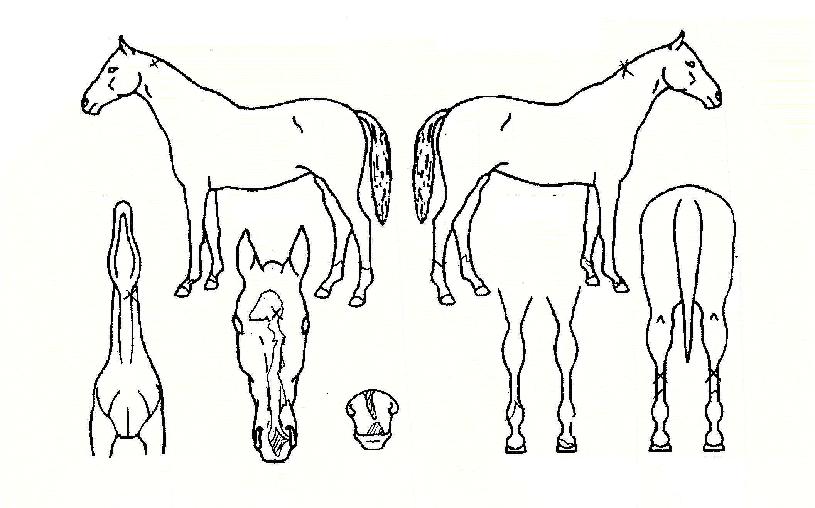 ���н�Ÿ�� ����,���,�޸�,�λ�,�ٸ��� Ư¡����