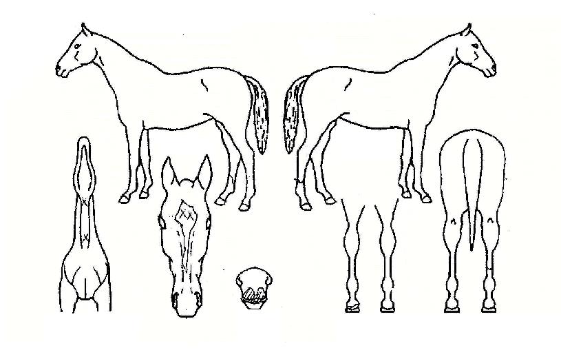 ·¹Àüµå¼ÛÀÇ Ãø¸é,¿ì¸é,µÞ¸é,µÎ»ó,´Ù¸®ÀÇ Æ¯Â¡µµÇØ