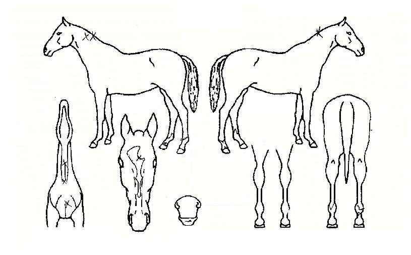 Ư±Þõ»çÀÇ Ãø¸é,¿ì¸é,µÞ¸é,µÎ»ó,´Ù¸®ÀÇ Æ¯Â¡µµÇØ