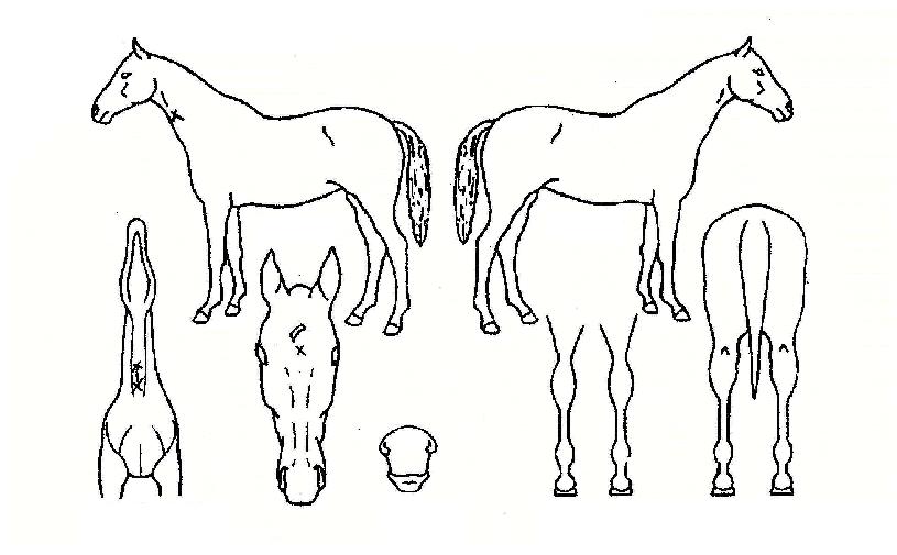 ����Ʈ������ ����,���,�޸�,�λ�,�ٸ��� Ư¡����