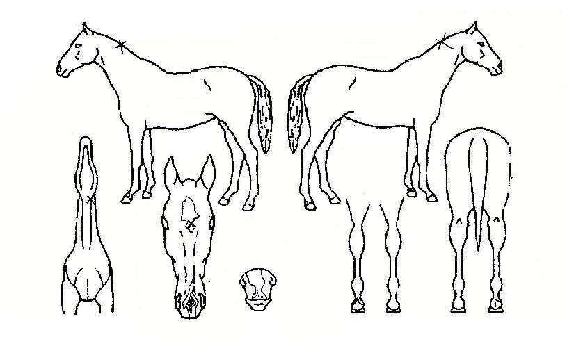 ����ġ���� ����,���,�޸�,�λ�,�ٸ��� Ư¡����