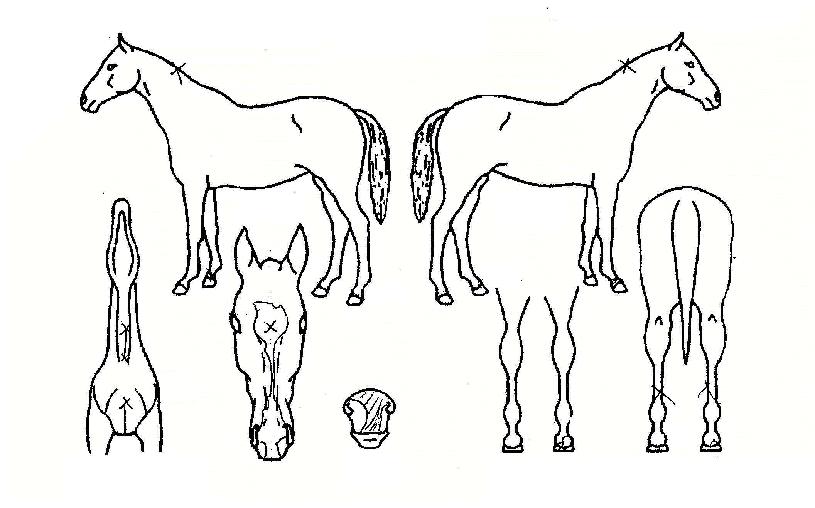 °Ã¶°Ç°¢ÀÇ Ãø¸é,¿ì¸é,µÞ¸é,µÎ»ó,´Ù¸®ÀÇ Æ¯Â¡µµÇØ