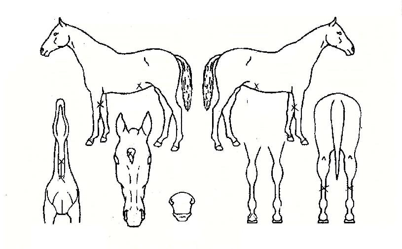 ����ǰ�� ����,���,�޸�,�λ�,�ٸ��� Ư¡����