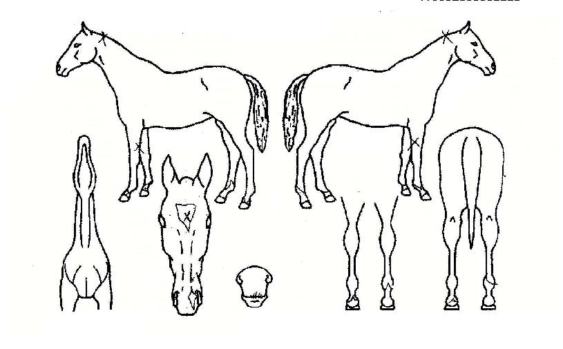 �������� ����,���,�޸�,�λ�,�ٸ��� Ư¡����