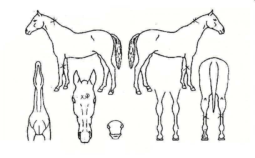 ����ô��� ����,���,�޸�,�λ�,�ٸ��� Ư¡����