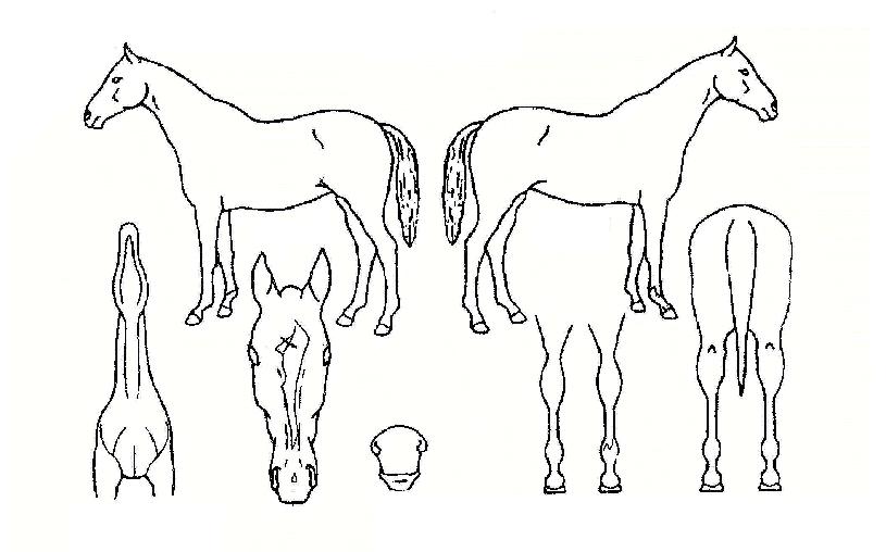 ij·²ÀÇ Ãø¸é,¿ì¸é,µÞ¸é,µÎ»ó,´Ù¸®ÀÇ Æ¯Â¡µµÇØ