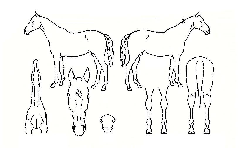 ���������� ����,���,�޸�,�λ�,�ٸ��� Ư¡����