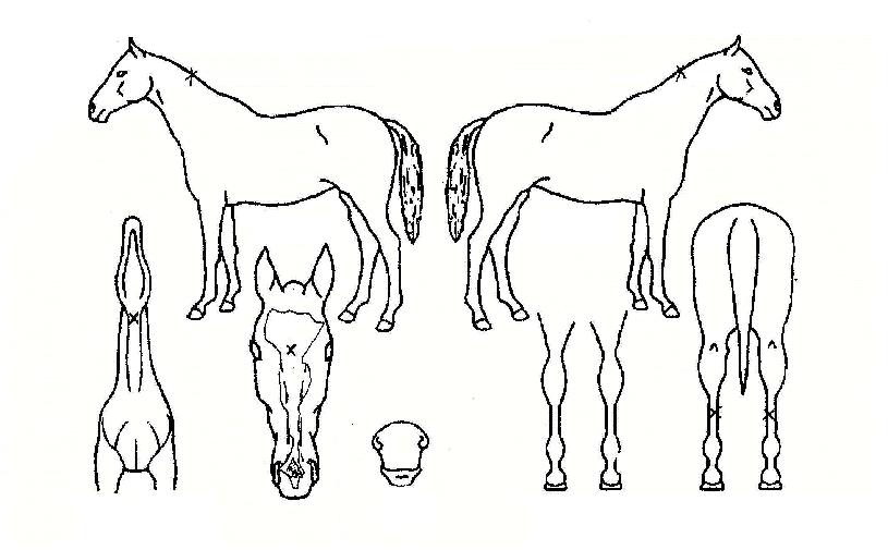 ������� ����,���,�޸�,�λ�,�ٸ��� Ư¡����