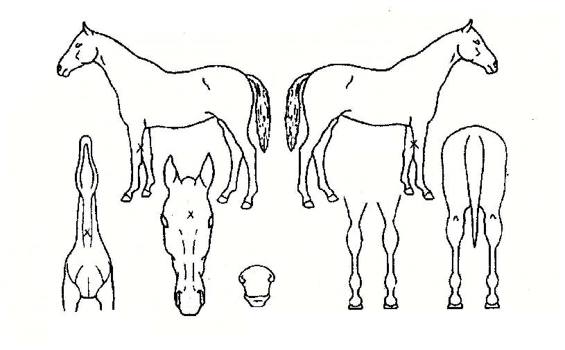 õ���屺�� ����,���,�޸�,�λ�,�ٸ��� Ư¡����