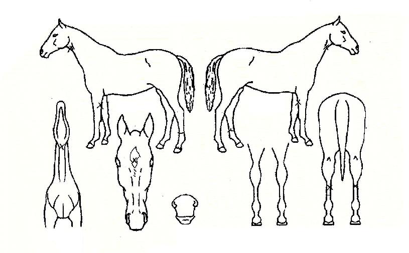 ¾ÆÀÏ·£µåÆÄ¿öÀÇ Ãø¸é,¿ì¸é,µÞ¸é,µÎ»ó,´Ù¸®ÀÇ Æ¯Â¡µµÇØ