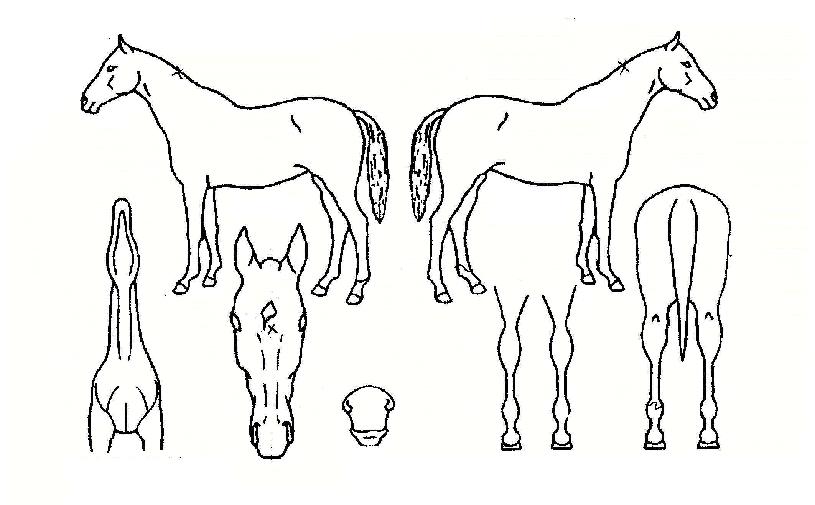 ¹®¹÷ÀÚ¸¶ÀÇ Ãø¸é,¿ì¸é,µÞ¸é,µÎ»ó,´Ù¸®ÀÇ Æ¯Â¡µµÇØ