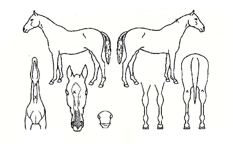 �ֱ����� ����,���,�޸�,�λ�,�ٸ��� Ư¡����