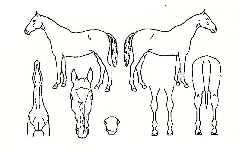 ��ȣ������ ����,���,�޸�,�λ�,�ٸ��� Ư¡����