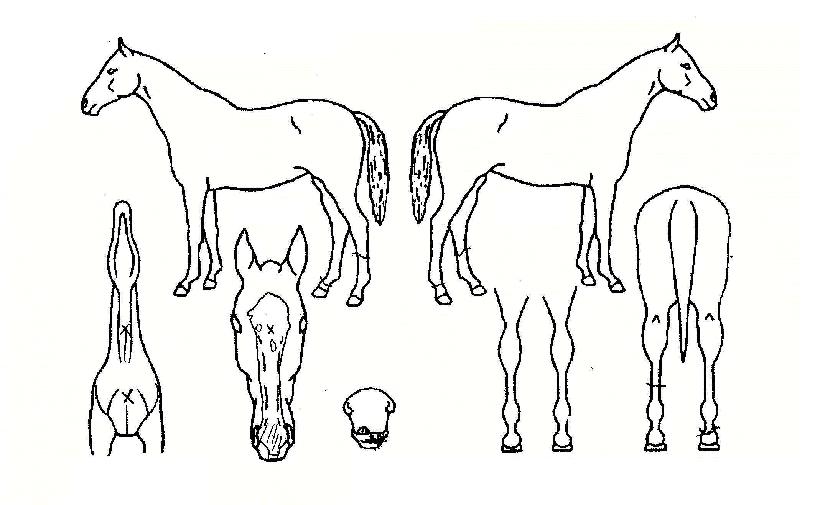 ���۱۷θ��� ����,���,�޸�,�λ�,�ٸ��� Ư¡����