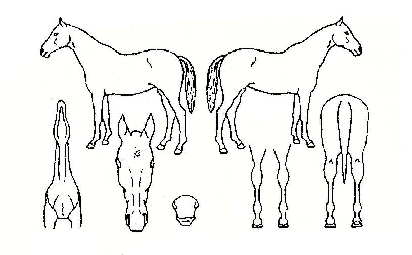 ¶óÀÌÅ©¼¦ÀÇ Ãø¸é,¿ì¸é,µÞ¸é,µÎ»ó,´Ù¸®ÀÇ Æ¯Â¡µµÇØ