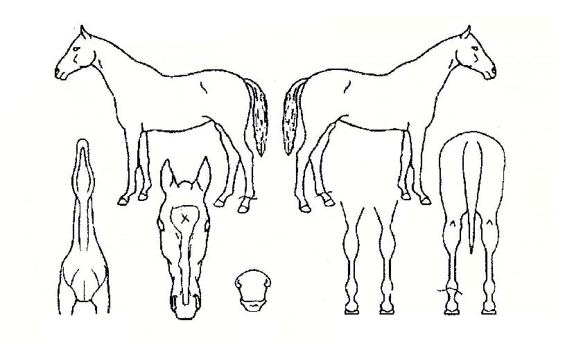 ������������ ����,���,�޸�,�λ�,�ٸ��� Ư¡����