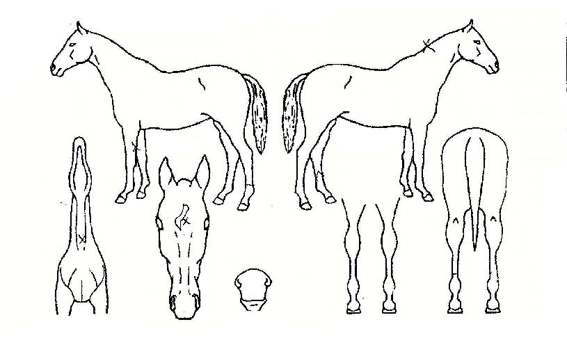 �������ڸ��� ����,���,�޸�,�λ�,�ٸ��� Ư¡����