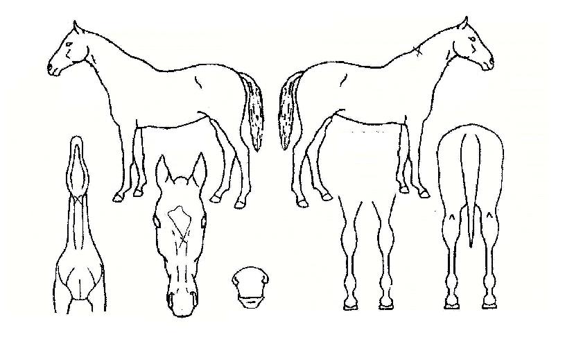 �߶���󷡽��ڸ��� ����,���,�޸�,�λ�,�ٸ��� Ư¡����