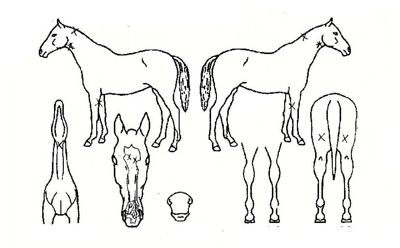 ���������� ����,���,�޸�,�λ�,�ٸ��� Ư¡����