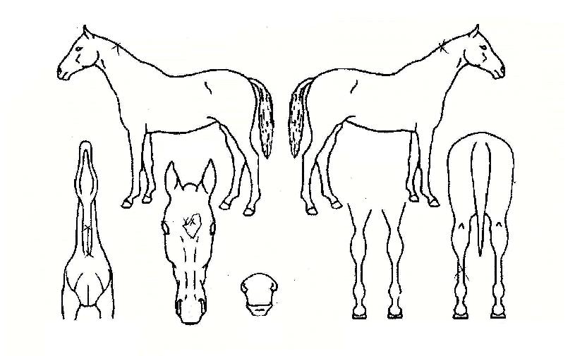 °ñµçij³íÀÇ Ãø¸é,¿ì¸é,µÞ¸é,µÎ»ó,´Ù¸®ÀÇ Æ¯Â¡µµÇØ