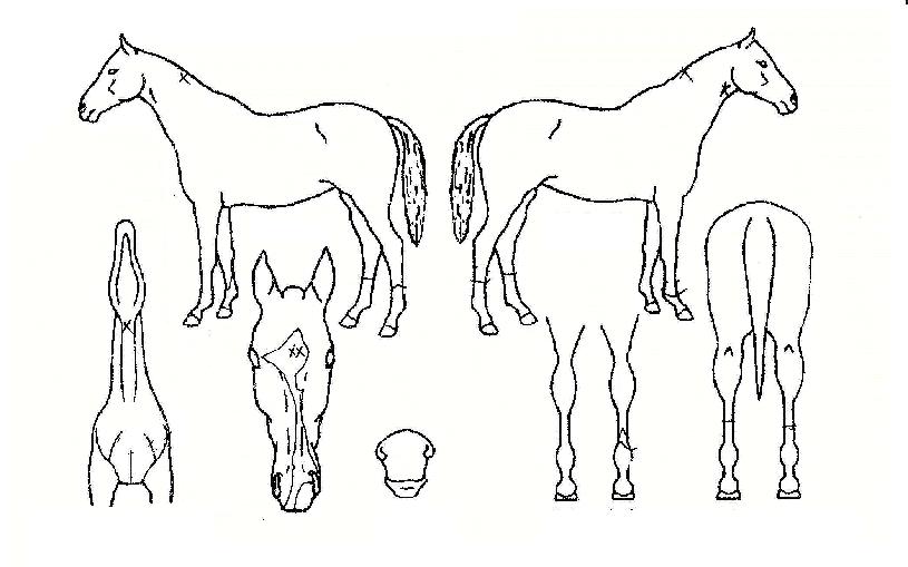 ���Ǹ���Ŀ�� ����,���,�޸�,�λ�,�ٸ��� Ư¡����