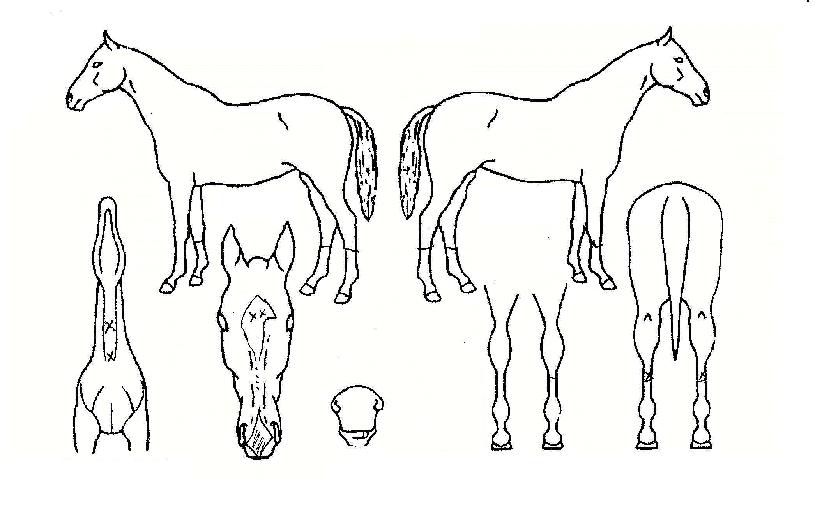 °³¼ºÃÖ°ÀÇ Ãø¸é,¿ì¸é,µÞ¸é,µÎ»ó,´Ù¸®ÀÇ Æ¯Â¡µµÇØ