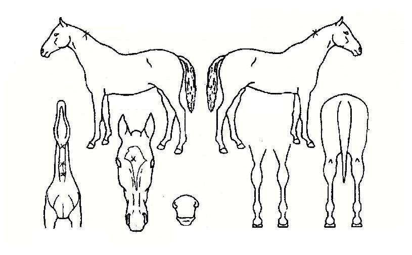 ����ǲ��� ����,���,�޸�,�λ�,�ٸ��� Ư¡����