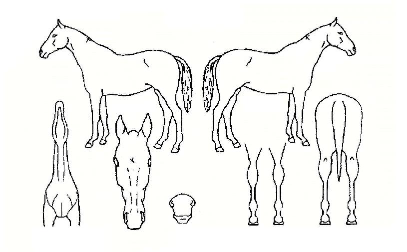 �丣�ҳ��� ����,���,�޸�,�λ�,�ٸ��� Ư¡����