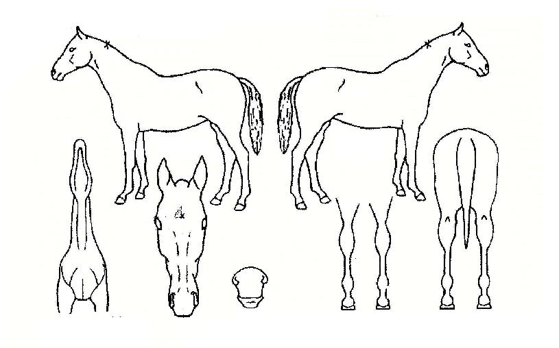 ¶Ç¶ÇÀÇ Ãø¸é,¿ì¸é,µÞ¸é,µÎ»ó,´Ù¸®ÀÇ Æ¯Â¡µµÇØ