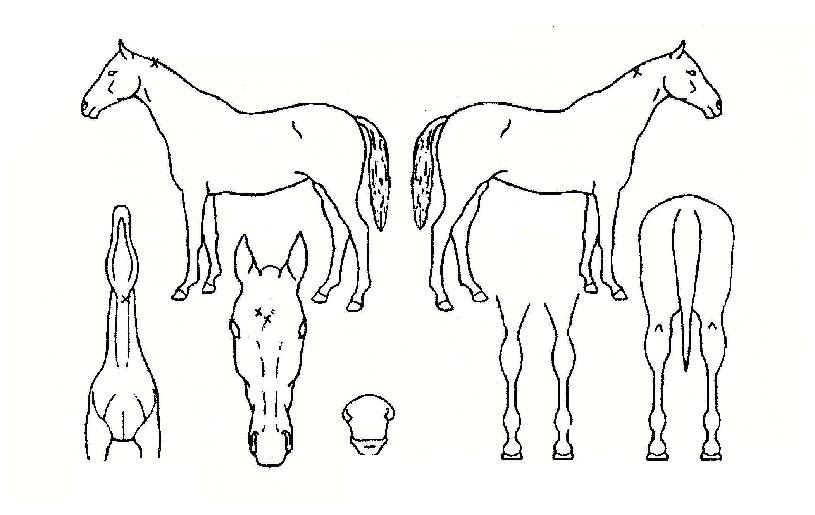 ���׸��� ����,���,�޸�,�λ�,�ٸ��� Ư¡����