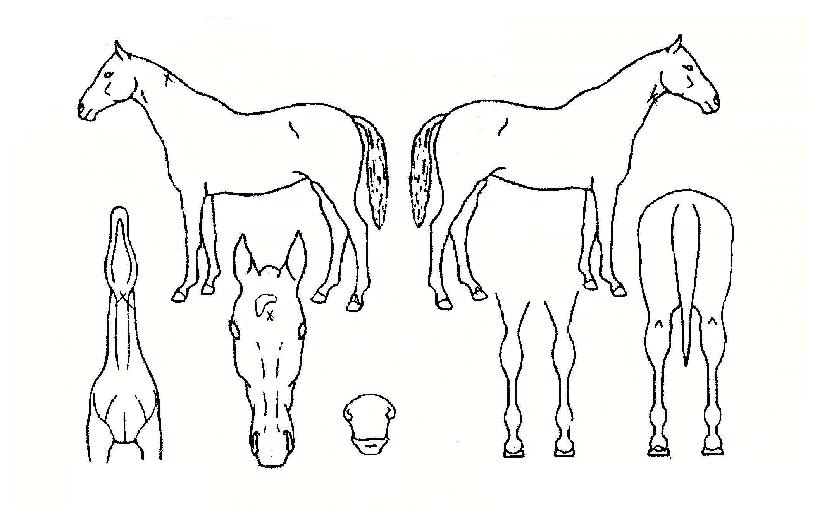 ��ǳ������ ����,���,�޸�,�λ�,�ٸ��� Ư¡����