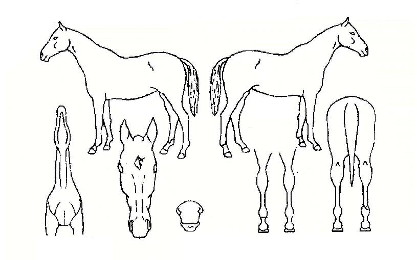 ��ī������ ����,���,�޸�,�λ�,�ٸ��� Ư¡����