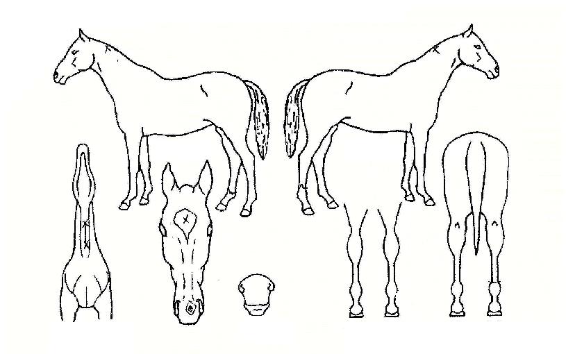 ��Ű�帮�����ڸ��� ����,���,�޸�,�λ�,�ٸ��� Ư¡����