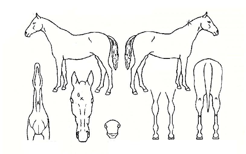 ���÷����� ����,���,�޸�,�λ�,�ٸ��� Ư¡����