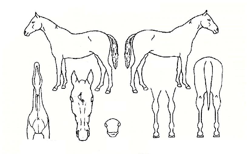 ��Ƽ�귯�� ����,���,�޸�,�λ�,�ٸ��� Ư¡����