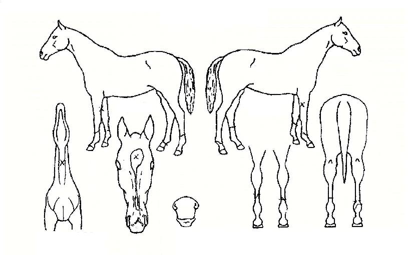 Ç÷¯½º¹ë·ùÀÇ Ãø¸é,¿ì¸é,µÞ¸é,µÎ»ó,´Ù¸®ÀÇ Æ¯Â¡µµÇØ